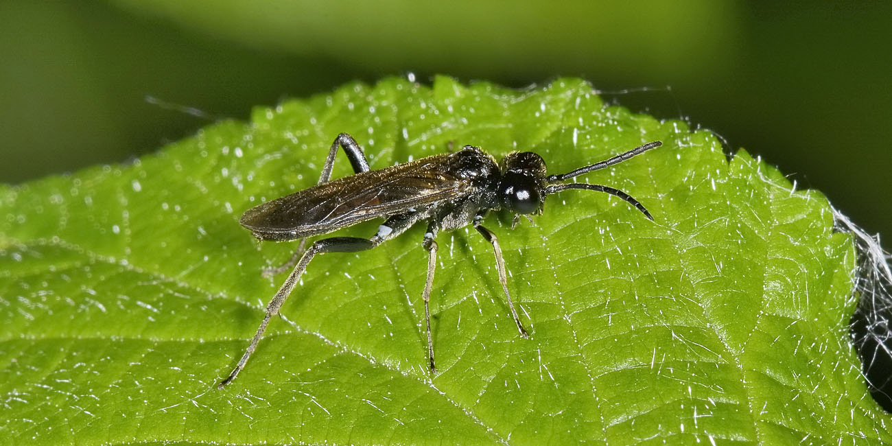 Tenthredinidae: Dolerus sp.? no, Macrophya annulata